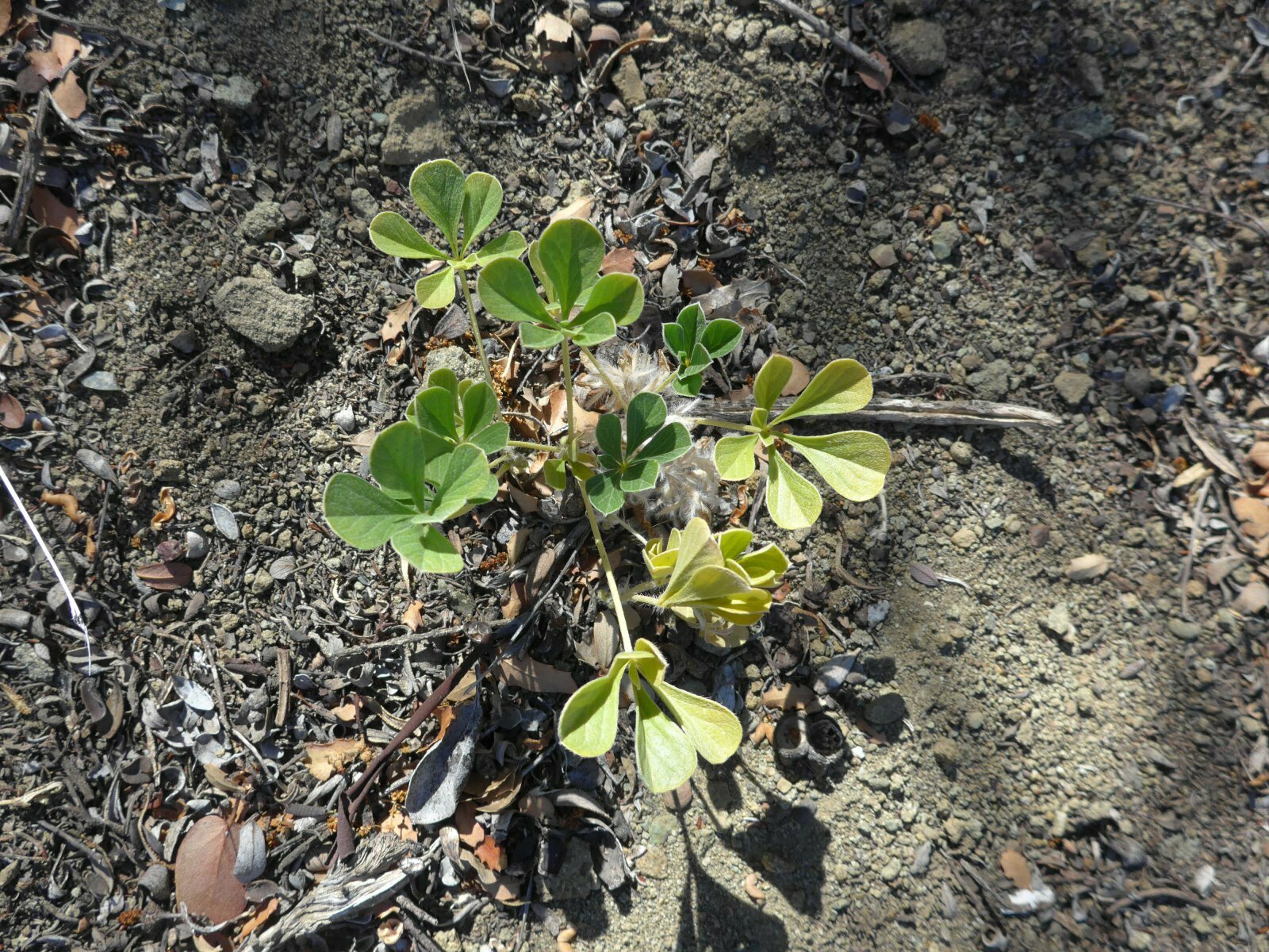 High Resolution Pediomelum californicum Plant